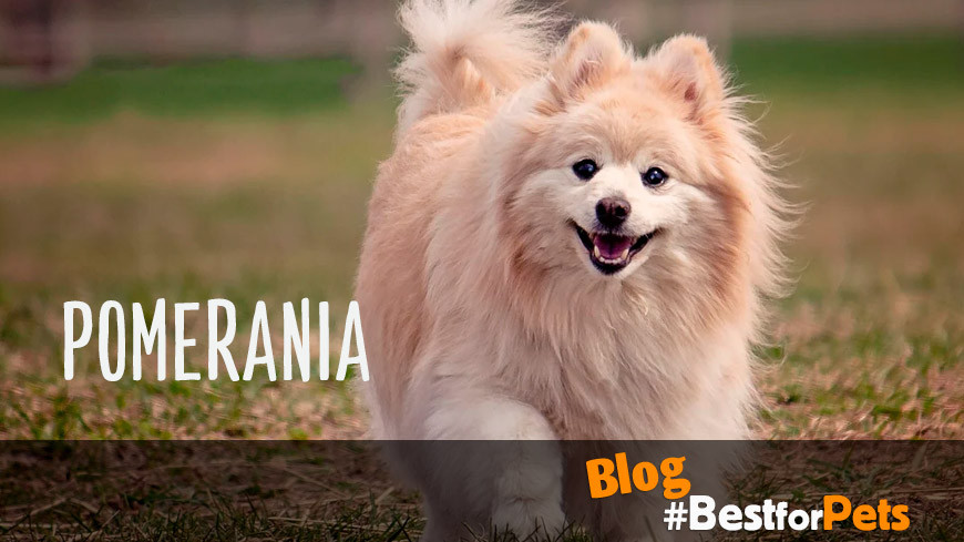Pomerania, un perro que destaca por su carácter afable y juguetón