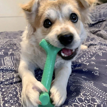 PET QWERKS MINT STICK BARK BONE