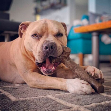PET QWERKS PEANUT BUTTER STICK