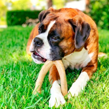 PET QWERKS PEANUT BUTTER WISH BARKBONE