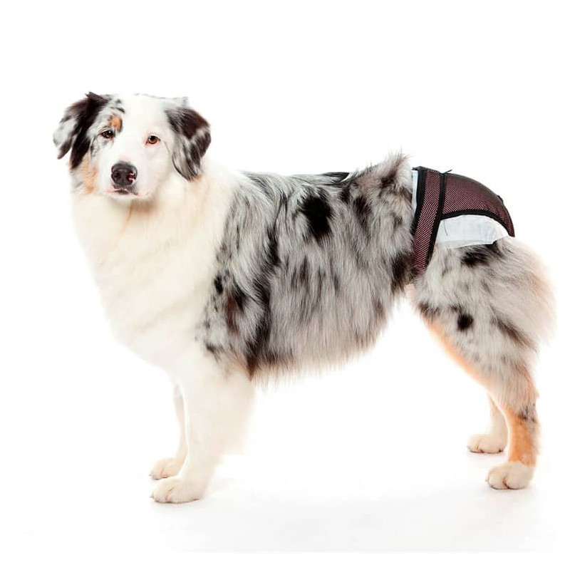 PET MED CALZÓN PROTECTOR