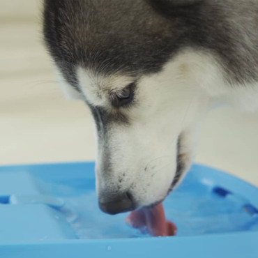 DOG H20 FUENTE SIN CABLE PARA PERROS