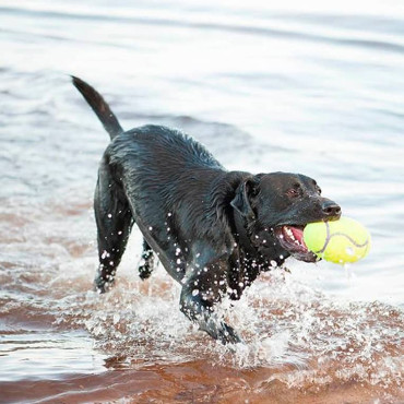 KONG FOOTBALL AIRDOG SQUEAKER
