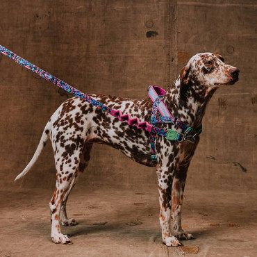 ZEE.DOG REEBOK AEROBIC SOFTER-WALK HARNESS