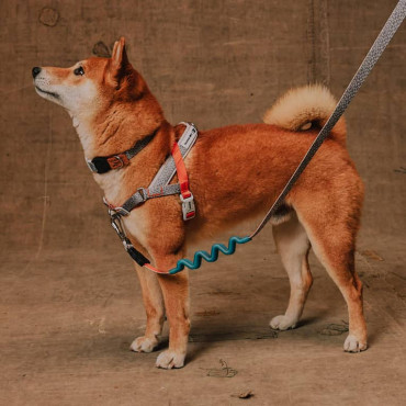 ZEE.DOG REEBOK SUEDE SOFTER-WALK HARNESS