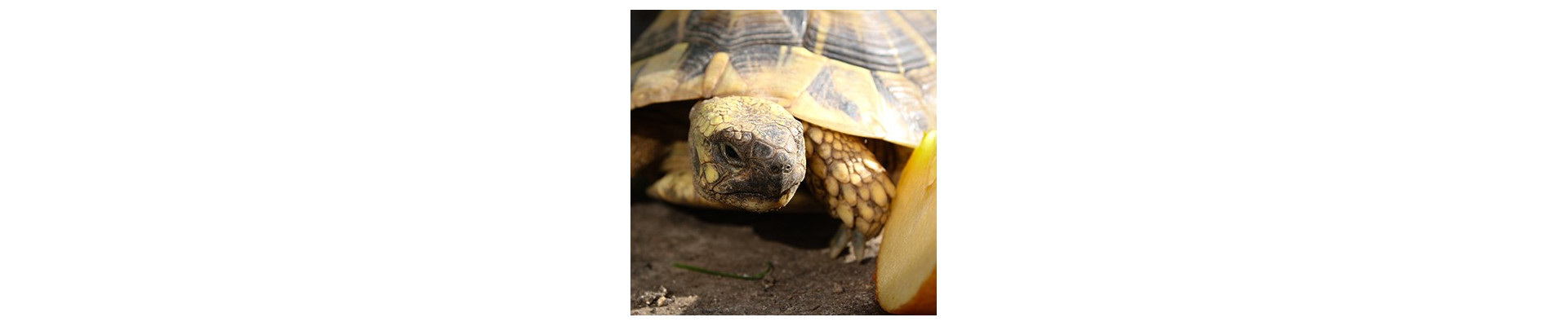 Nutrición y Salud para tortugas y reptiles