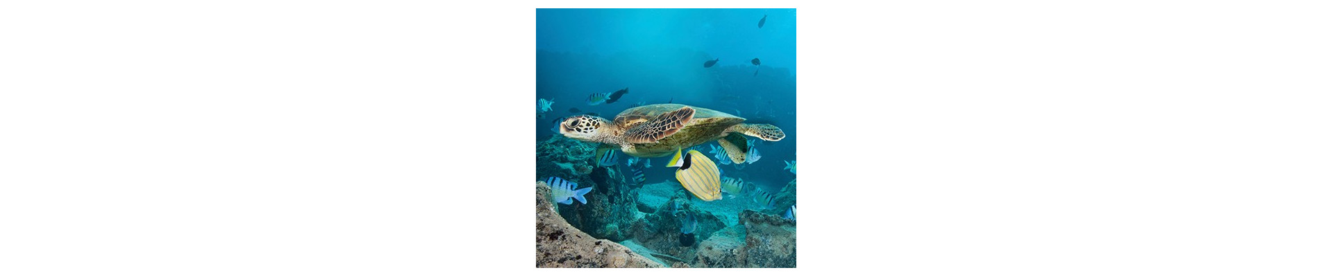 Filtros para habitats de tortugas y reptiles