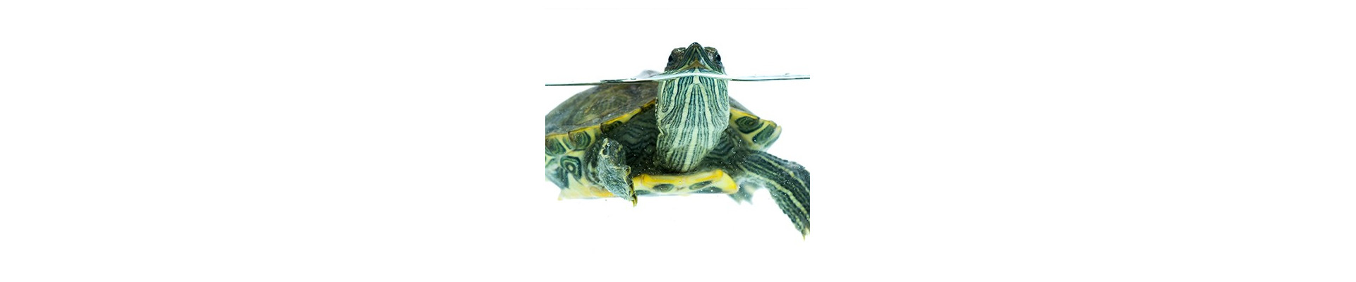 Acondicionadores y suplementos para tortugas y reptiles