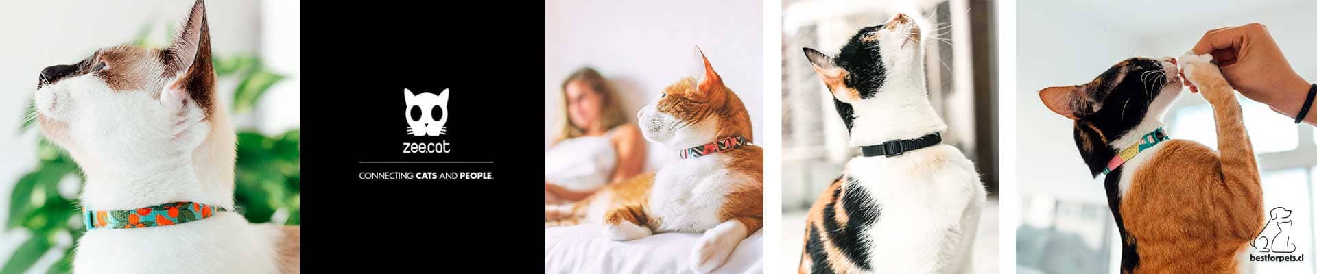 Zee.Cat Collars para gatos