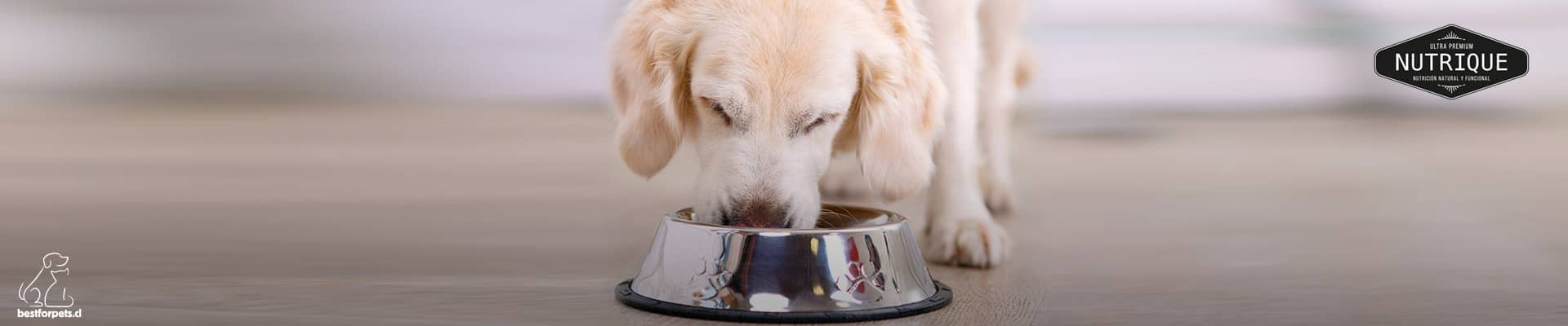 Alimentos NUTRIQUE para perros