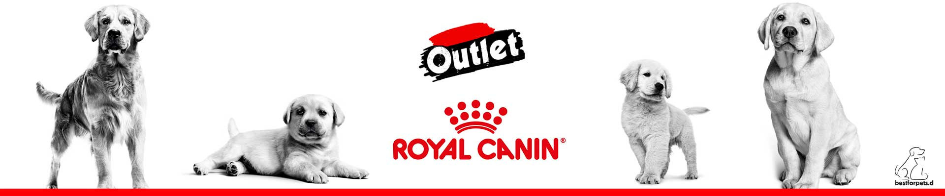 Descuento en alimentos para perros y gatos | Royal Canin |