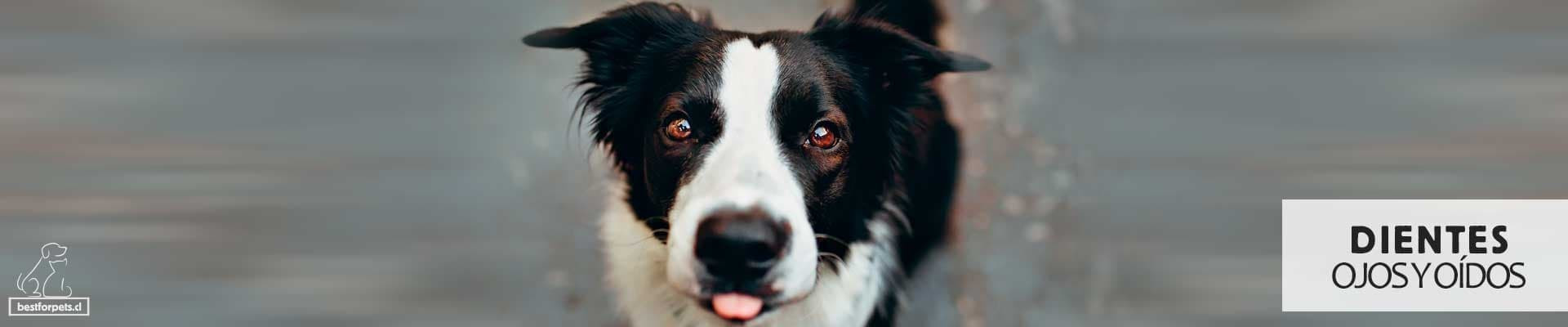 Cuidado Dental, Ojos y Oídos para perros