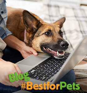 Blog para mascotas | Best for Pets