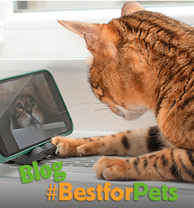 Blog para mascotas | Best for Pets