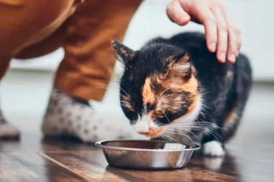 Dieta renal para mascotas