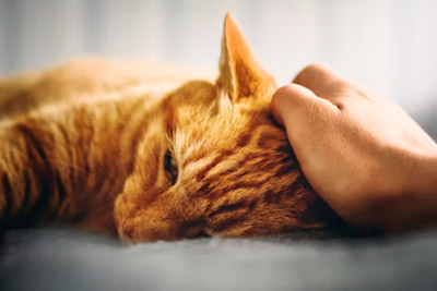 Letargia o decaimiento por enfermedad renal de gatos