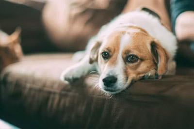 Letargia o decaimiento por enfermedad renal de perros