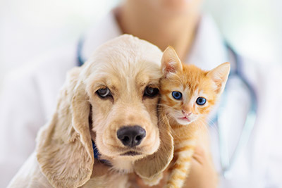 Enfermedad renal en mascotas