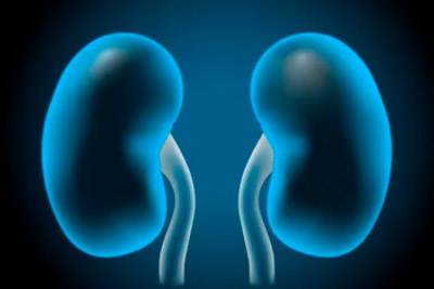 Tipos de enfermedad renal en animales