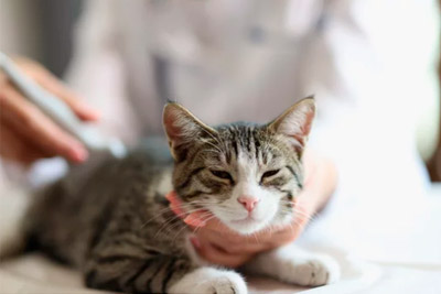 Diagnóstico de enfermedad renal en perros y gatos