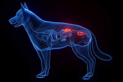 Síntomas de enfermedad renal en perros y gatos