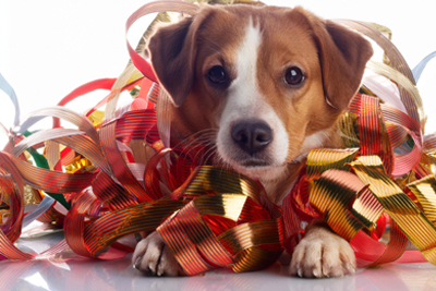 Cuidados de mascotas en Navidad