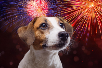 Cuidado con los fuegos artificiales con las mascotas