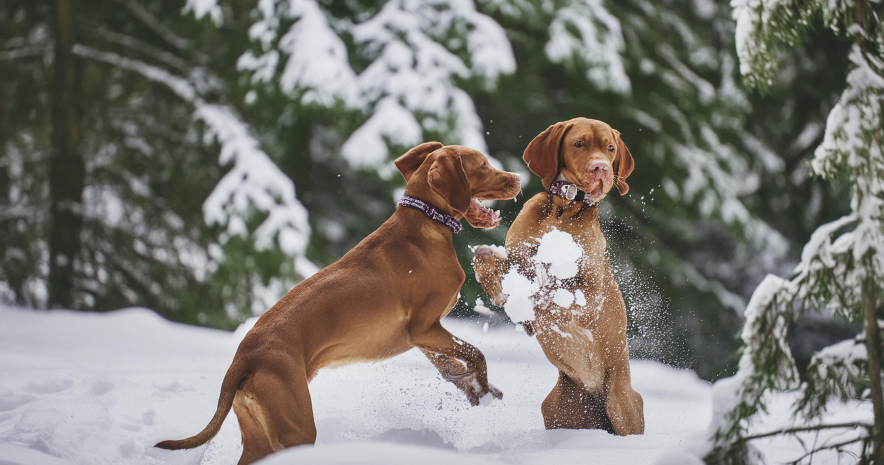 El ejercicio físico y los paseos con su perro en invierno