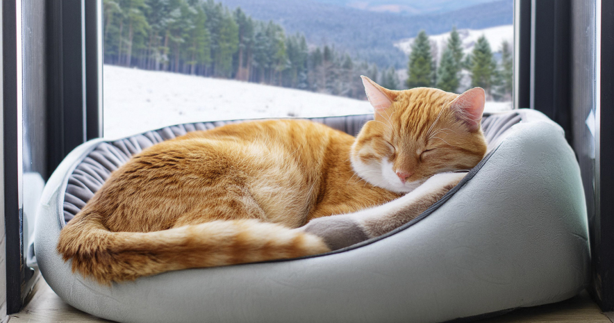 Camas y refugios para gatos | Best for Pets