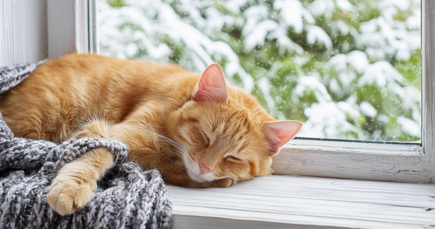 Cuidado de gatos en invierno
