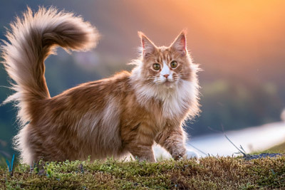 Características de los gatos