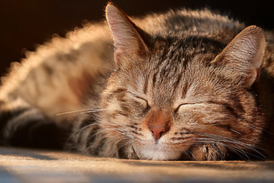 Gatos durmiendo