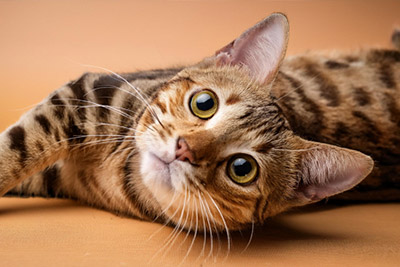 Gatos y su flexibilidad