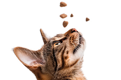 alimentación felina