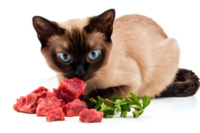 nutrición felina