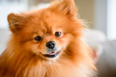 Pomerania, un perro que destaca por su carácter afable y juguetón