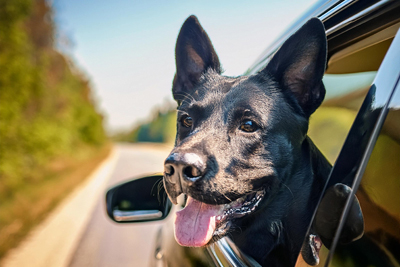 Viajar con perros en auto