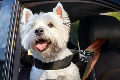 Accesorios para viajar con perros