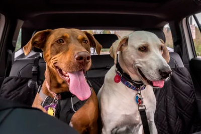 Seguridad para perros en auto