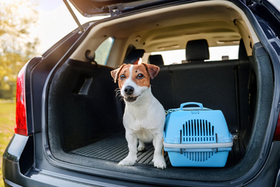 Consejos para viajar con mascotas