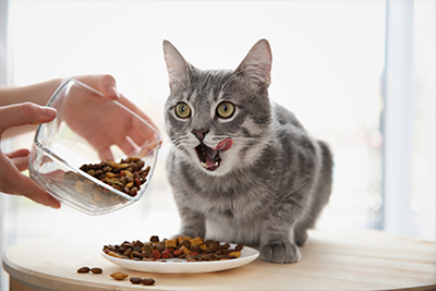 Alimento seco para gatos: práctico y completo
