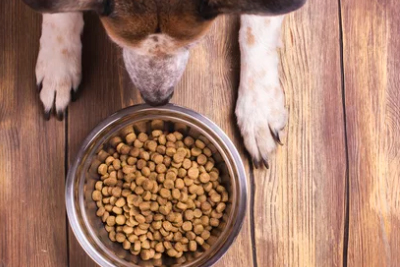 Ventajas del Alimento Seco para Perros