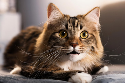 Alimentos para Humanos que los Gatos Pueden Comer