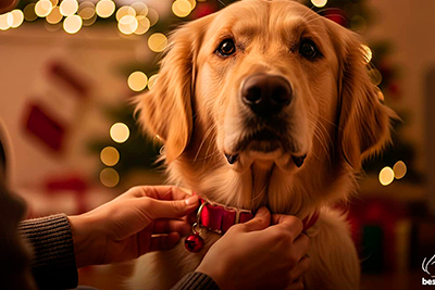 regalos para perros chile