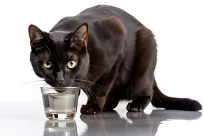Hidratación felina