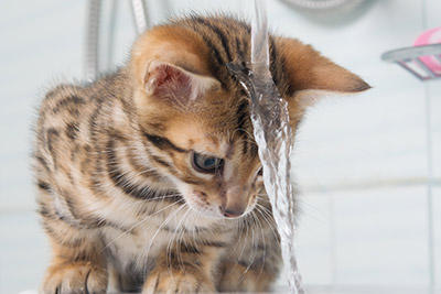 Cómo evitar deshidratación en gatos