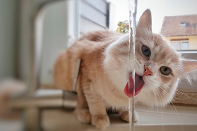 Importancia del agua para gatos