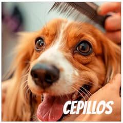  Cepillos para perros | Best for Pets