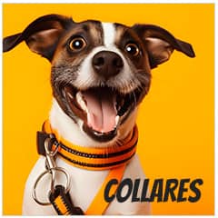 Arneses, collares y correas para perros | Best for Pets