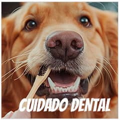  Cuidado dental para perros | Best for Pets